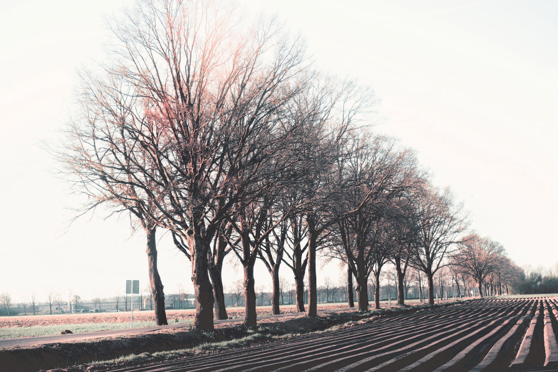 The Ghost in the Machine: Why Your Best Photos Happen When You Stop "Taking" Them