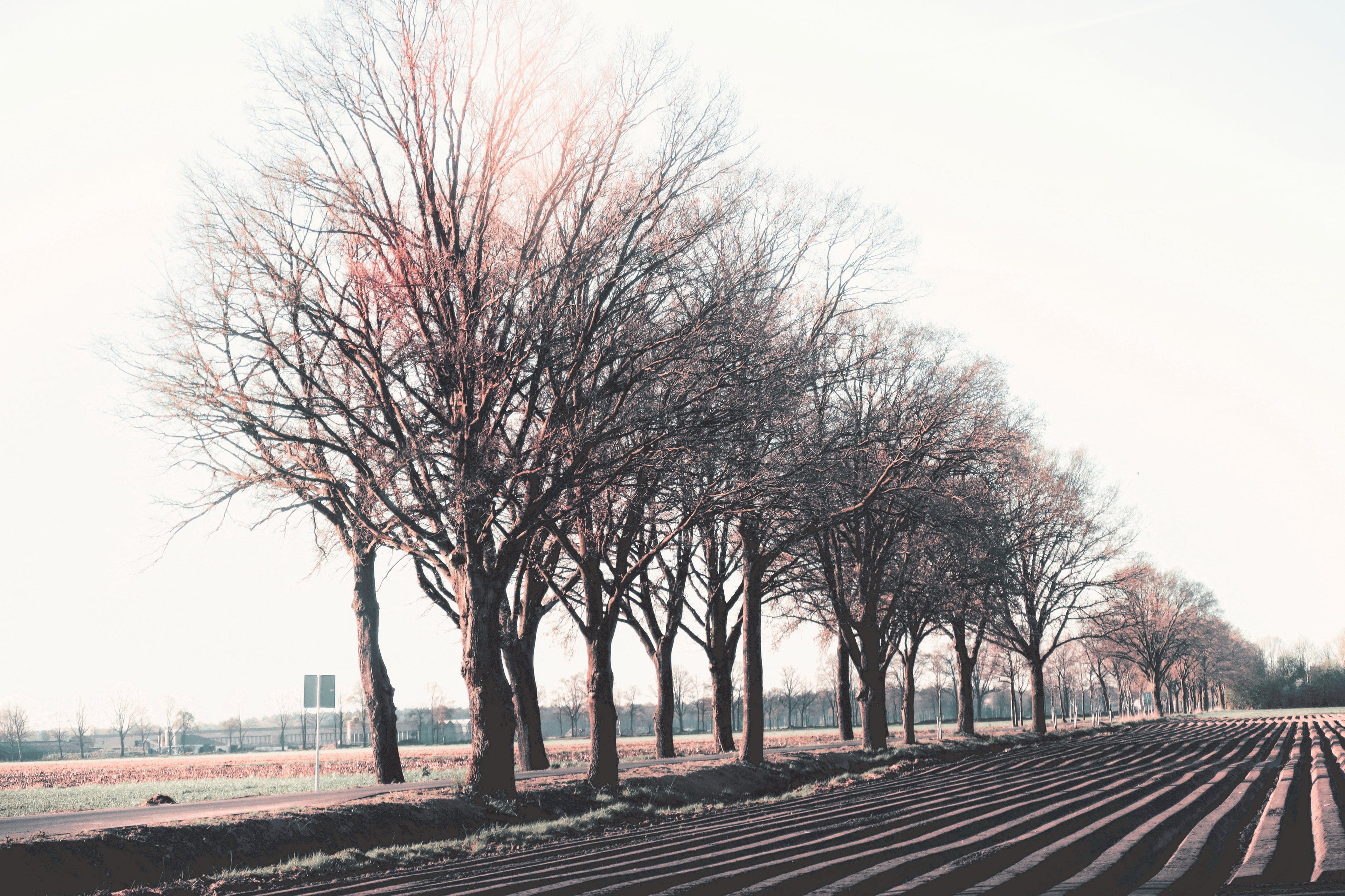 The Ghost in the Machine: Why Your Best Photos Happen When You Stop "Taking" Them