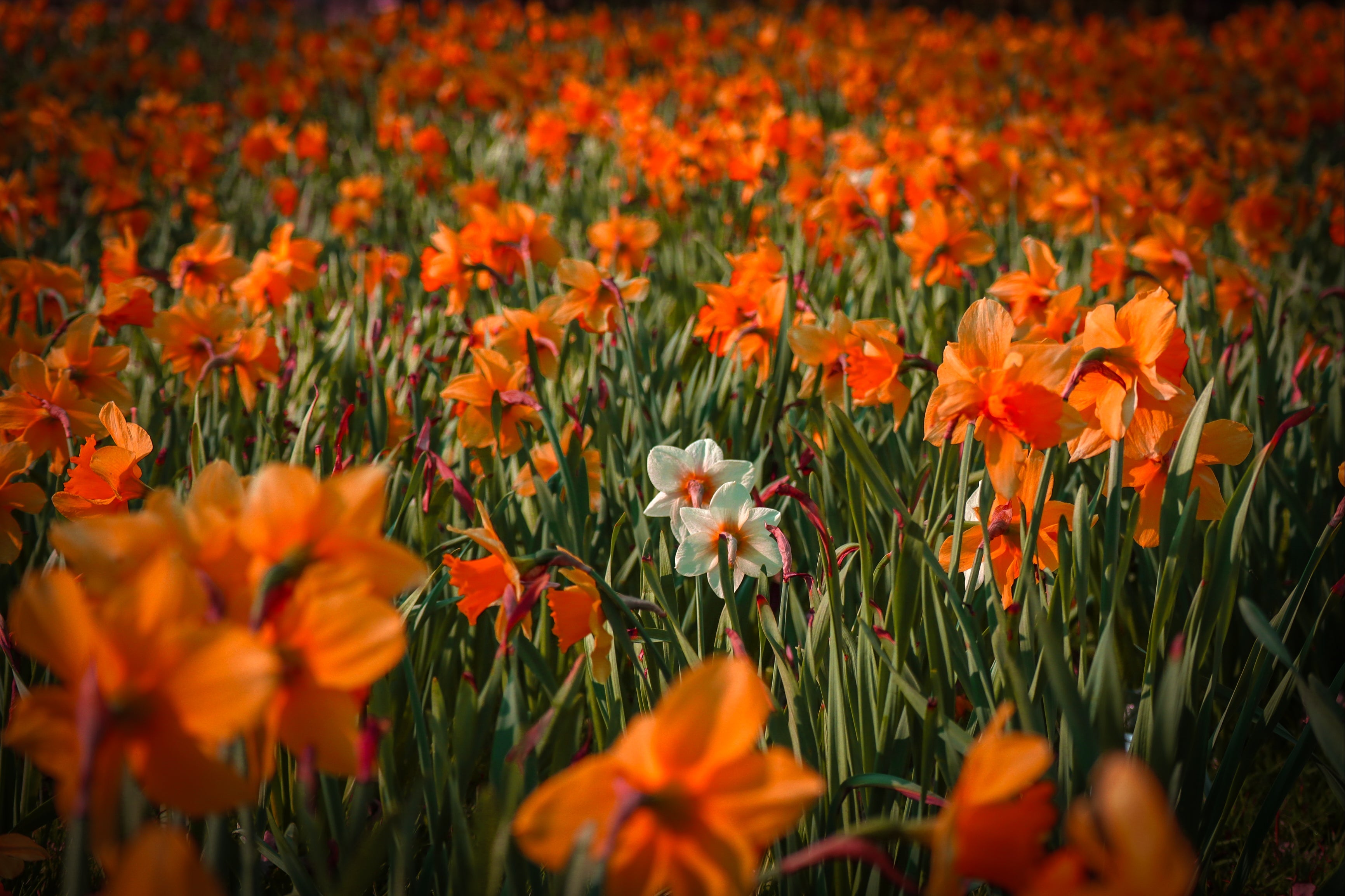 Botanical & Floral Wall Art | Fine Art Photography