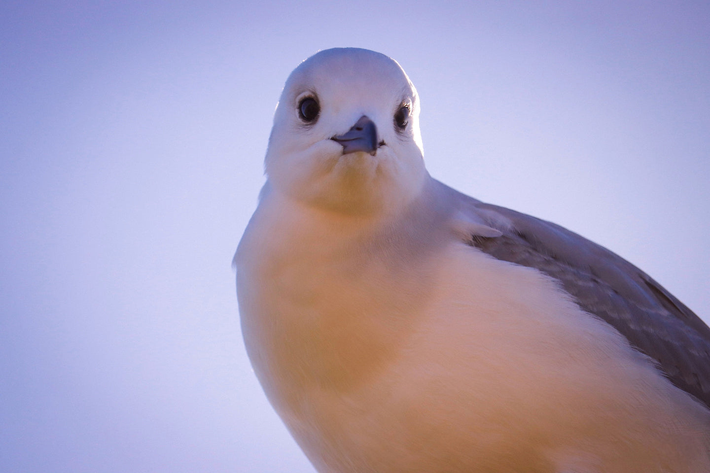 Land | Sea Animals