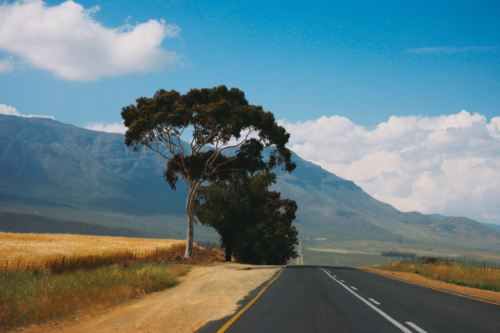 Autumn Landscape - Road with a tree on the side, mountains in the background