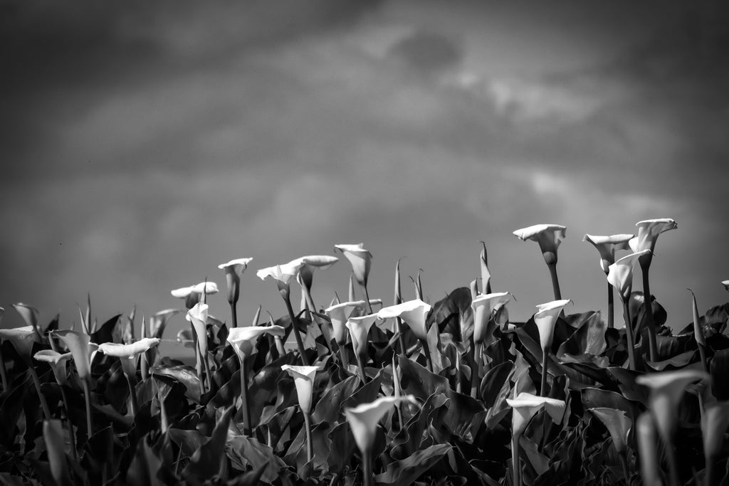 Black and white photo of calla lilies against a dark sky