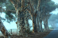 Eucalyptus tree in a white misty winter landscape photography wall art print