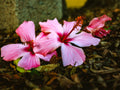 Pink flowers with a blurred background