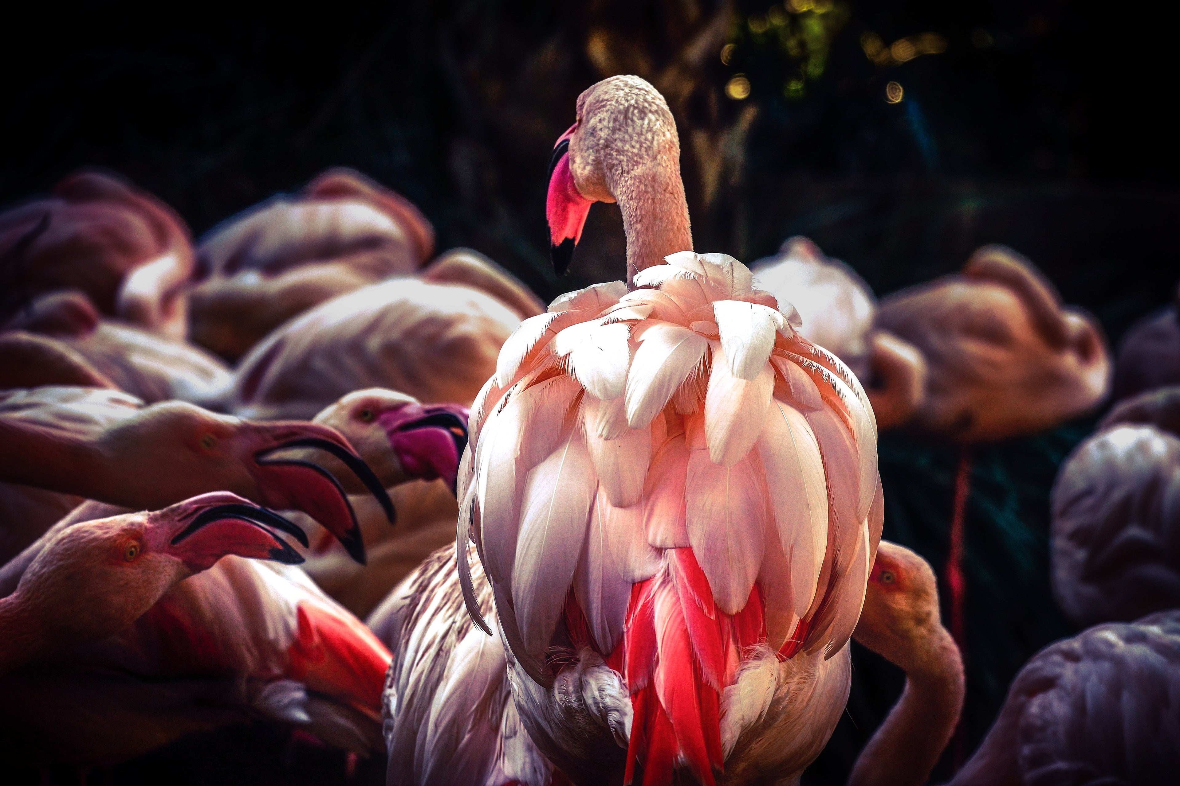 Group of flamingos gathered together in soft natural light showcasing detailed feathers and coastal wildlife behaviour.