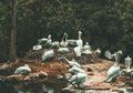 ​A large group of pelicans gathered on a natural mound near water, surrounded by lush green trees in a vintage-style photograph with moody lighting.