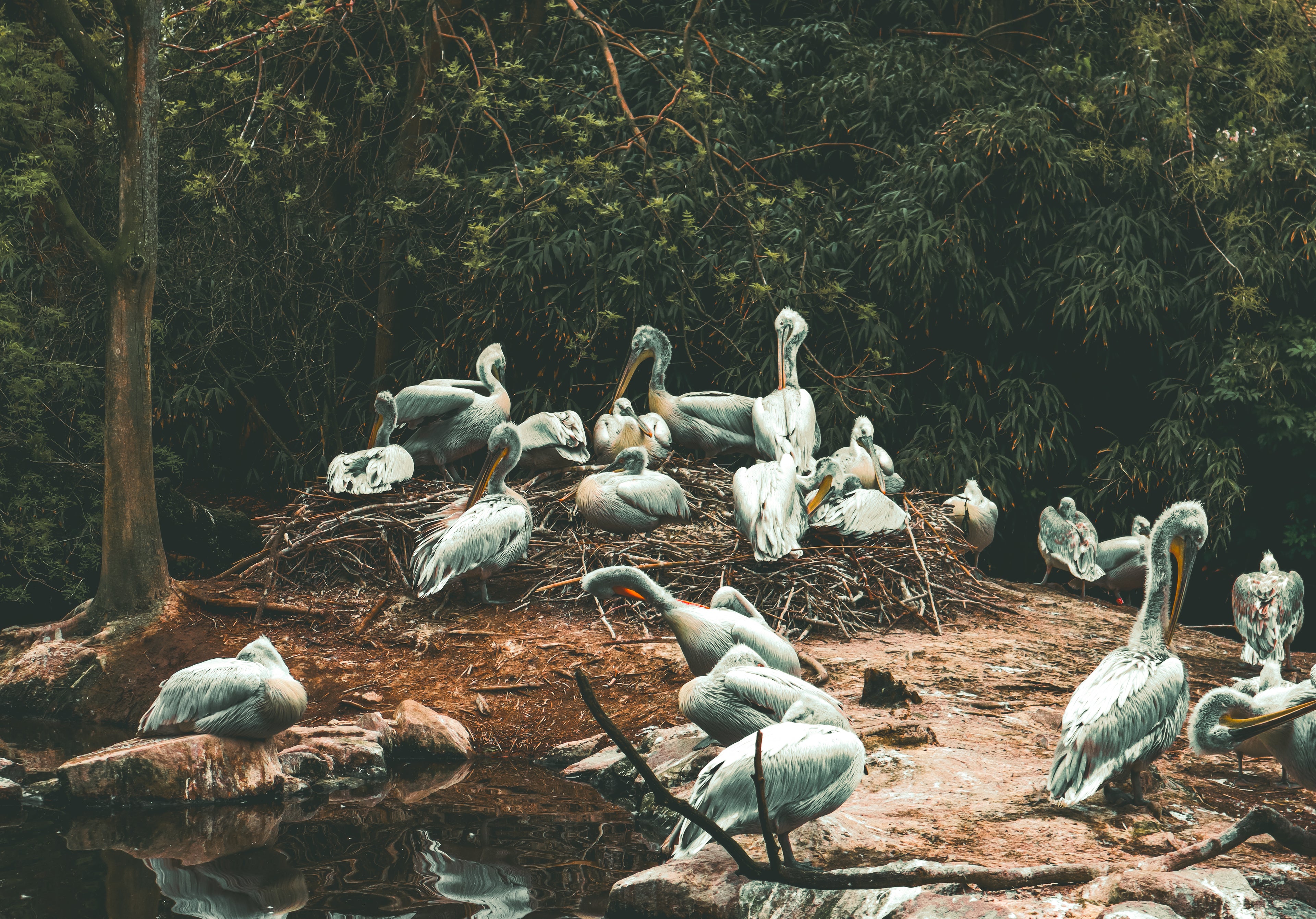 ​A large group of pelicans gathered on a natural mound near water, surrounded by lush green trees in a vintage-style photograph with moody lighting.