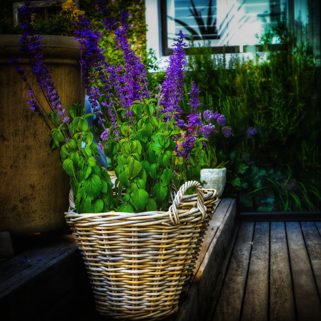 Fine art photograph of vivid purple salvia flowers growing in a wicker basket on a wooden deck surrounded by lush garden greenery, botanical wall art print, ApertureAndArt