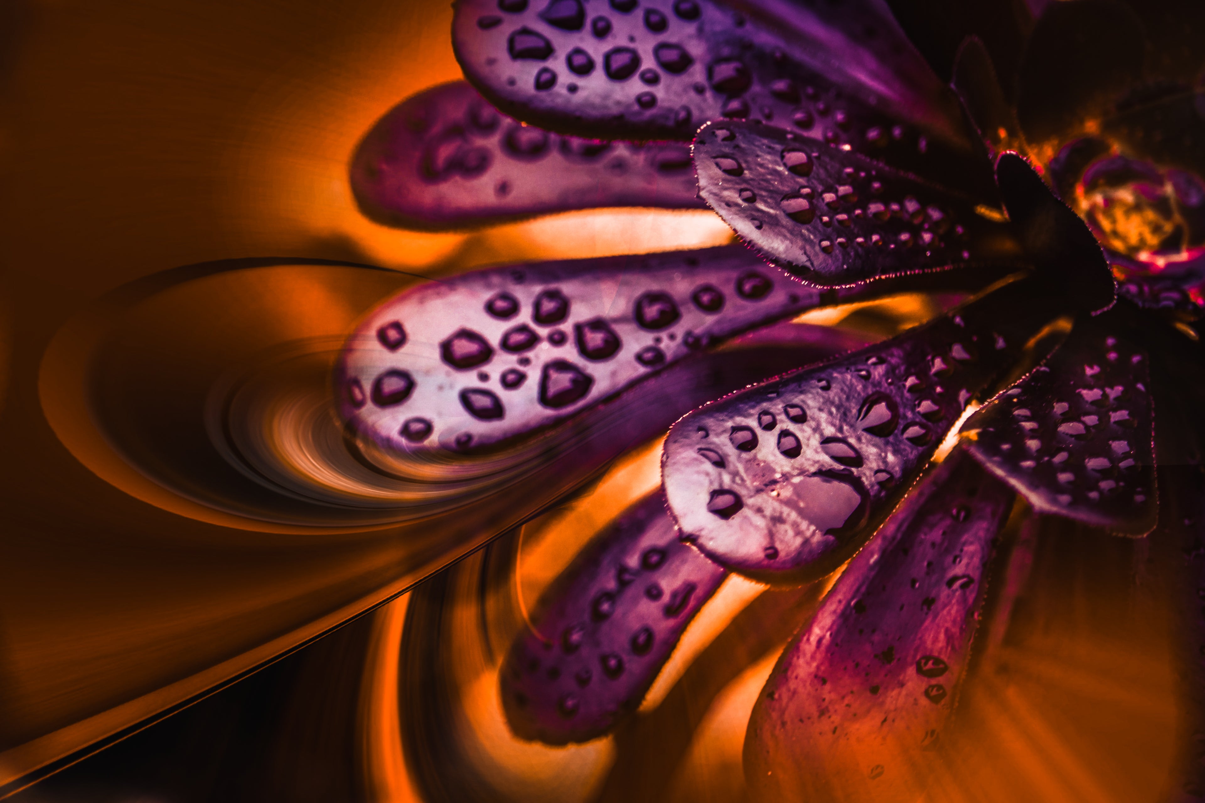 Close-up of a purple flower with water droplets on a reflective surface
