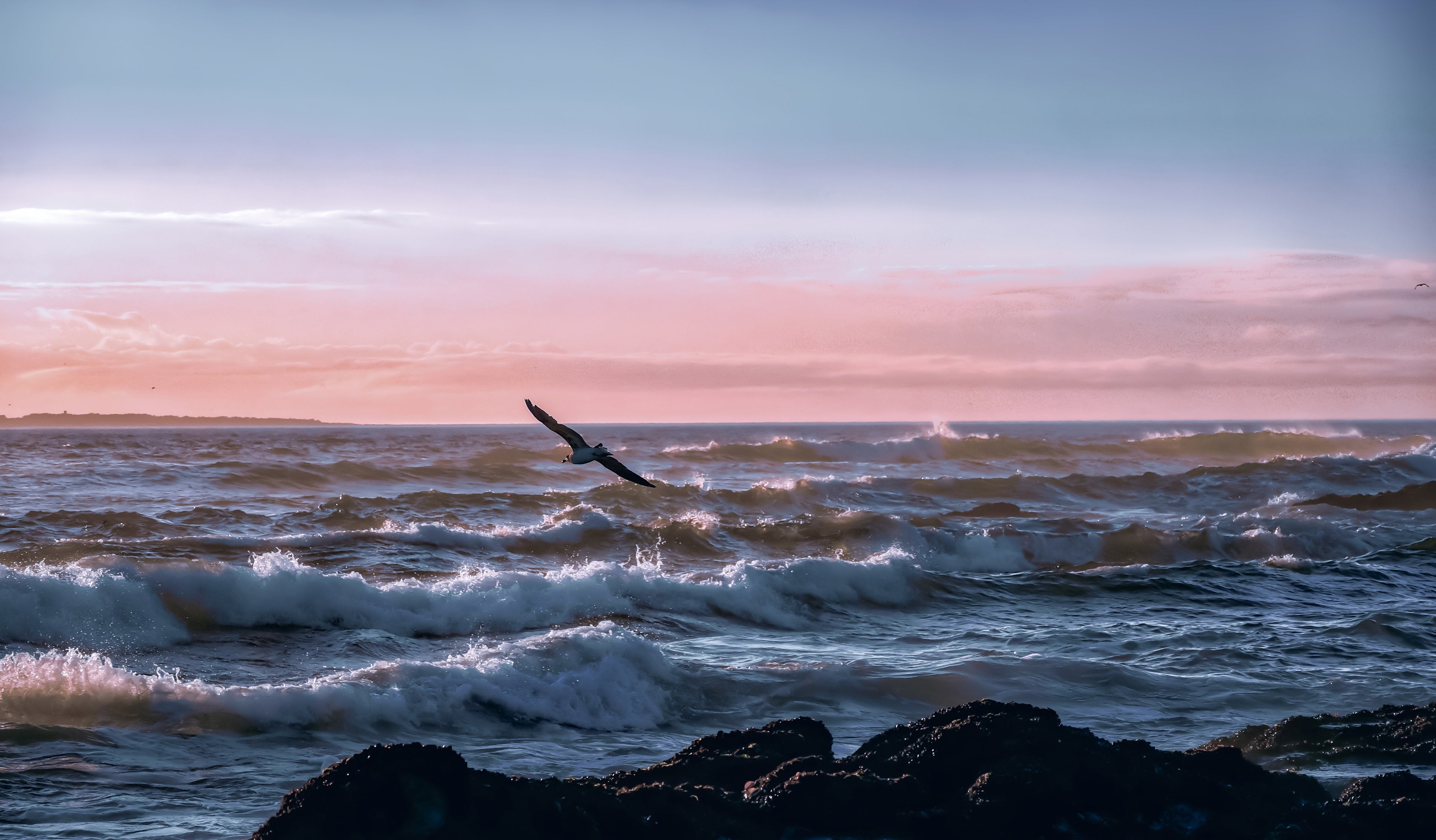 Seagull flying over waves and rocks against the setting sun