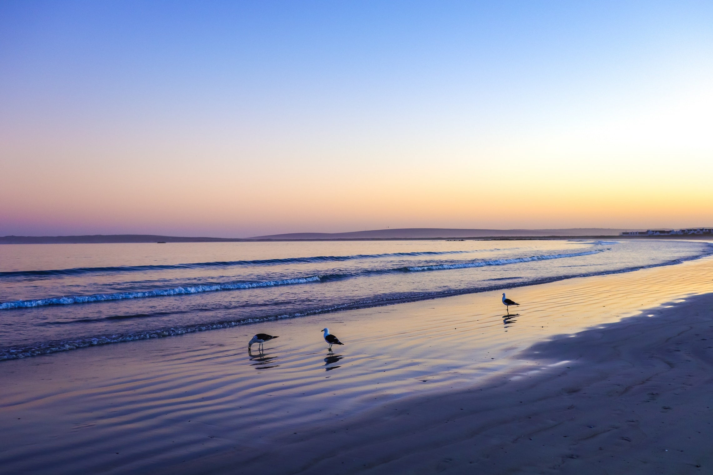 Three birds on a beach in early morning light with hues of pink and blue and softly breaking waves.