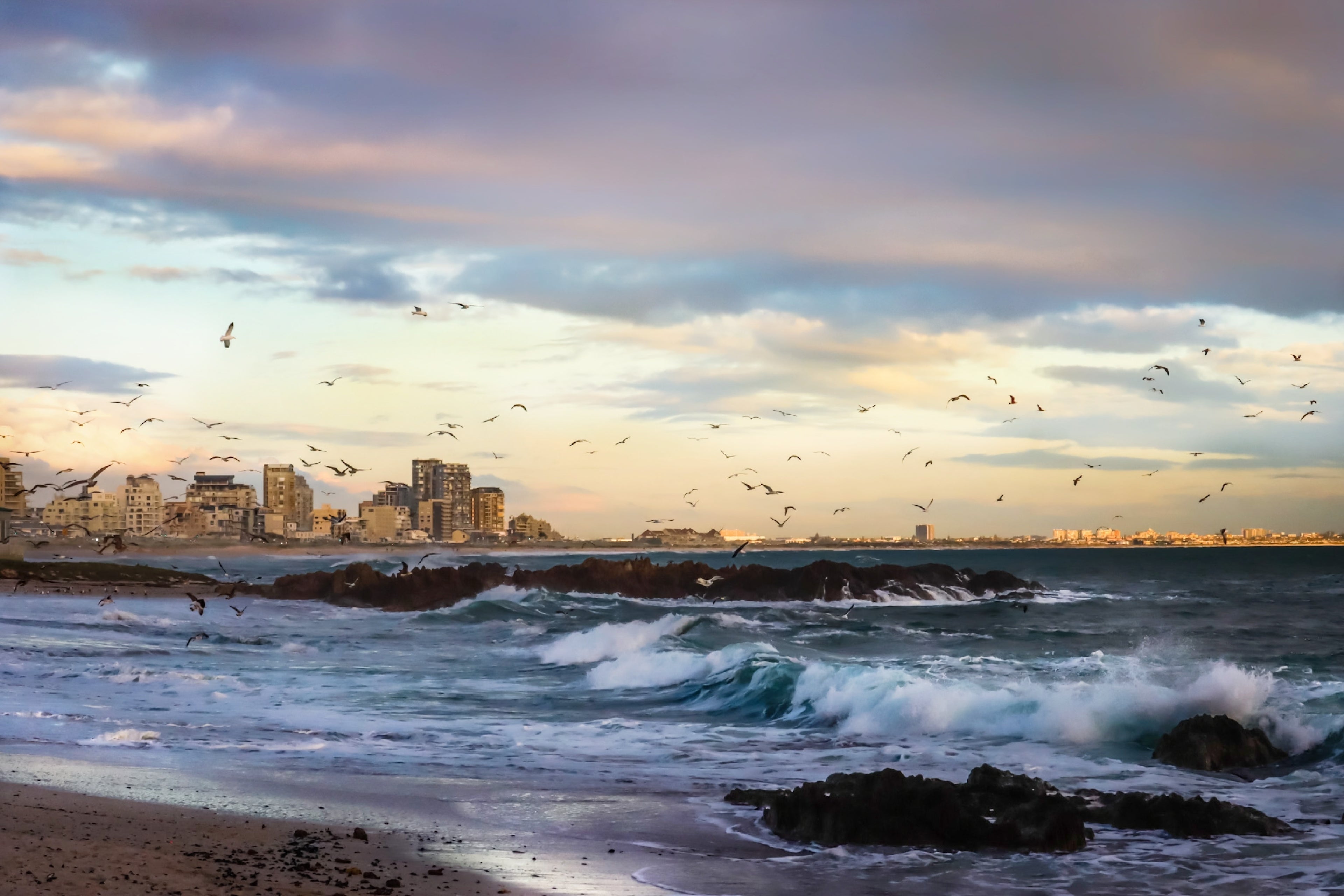 Seagulls foraging for food in last light of the day over rocky beach fine art print