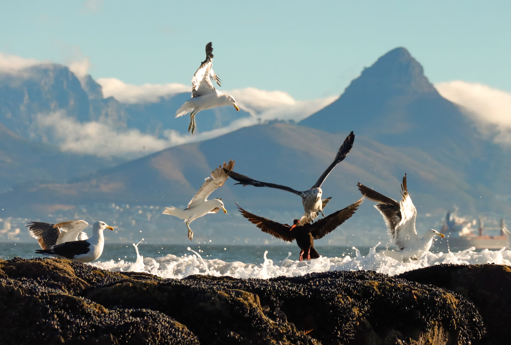Seagulls flying over a rocky coastline with mountains in the background