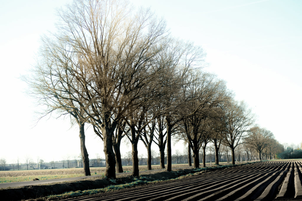 Row of bare trees in a field with a clear sky