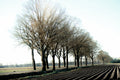 Row of bare trees in a field with a clear sky