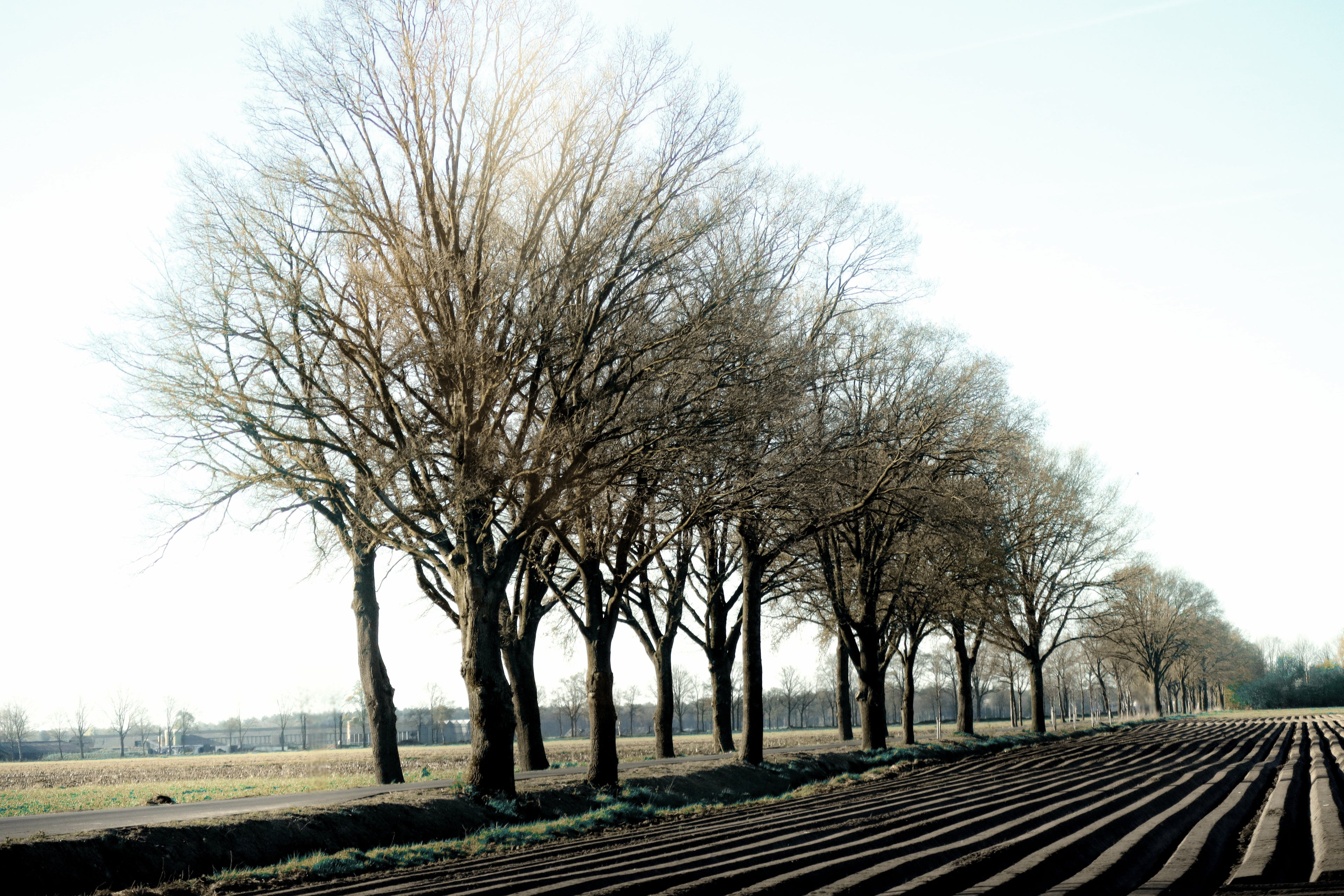 Row of bare trees in a field with a clear sky