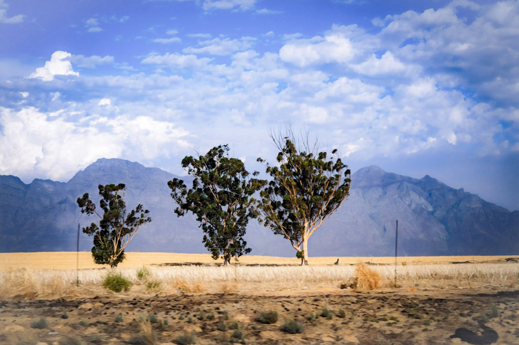 Three trees in a desert landscape with mountains in the background