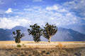 Three trees in a desert landscape with mountains in the background