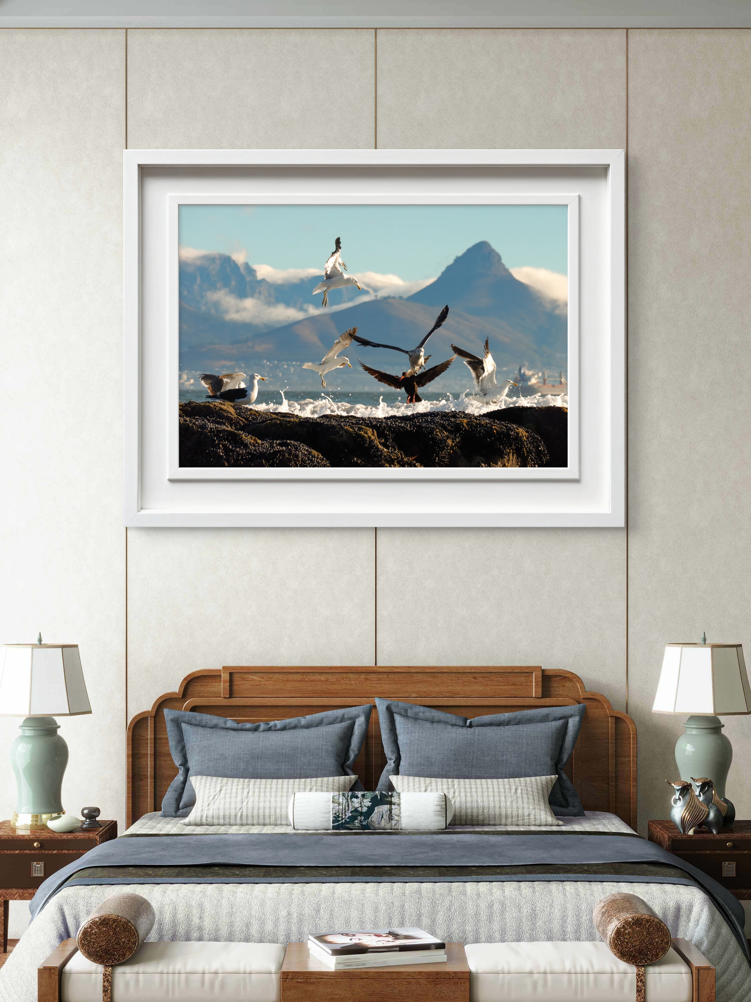 Seagulls -  Cape Town Photography Wall Art Print | Coastal Fine Art Print | Photography Decor Canvas Print