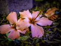 Close-up of fallen pink flower resting on natural surface highlighting waxy petals and delicate botanical texture.