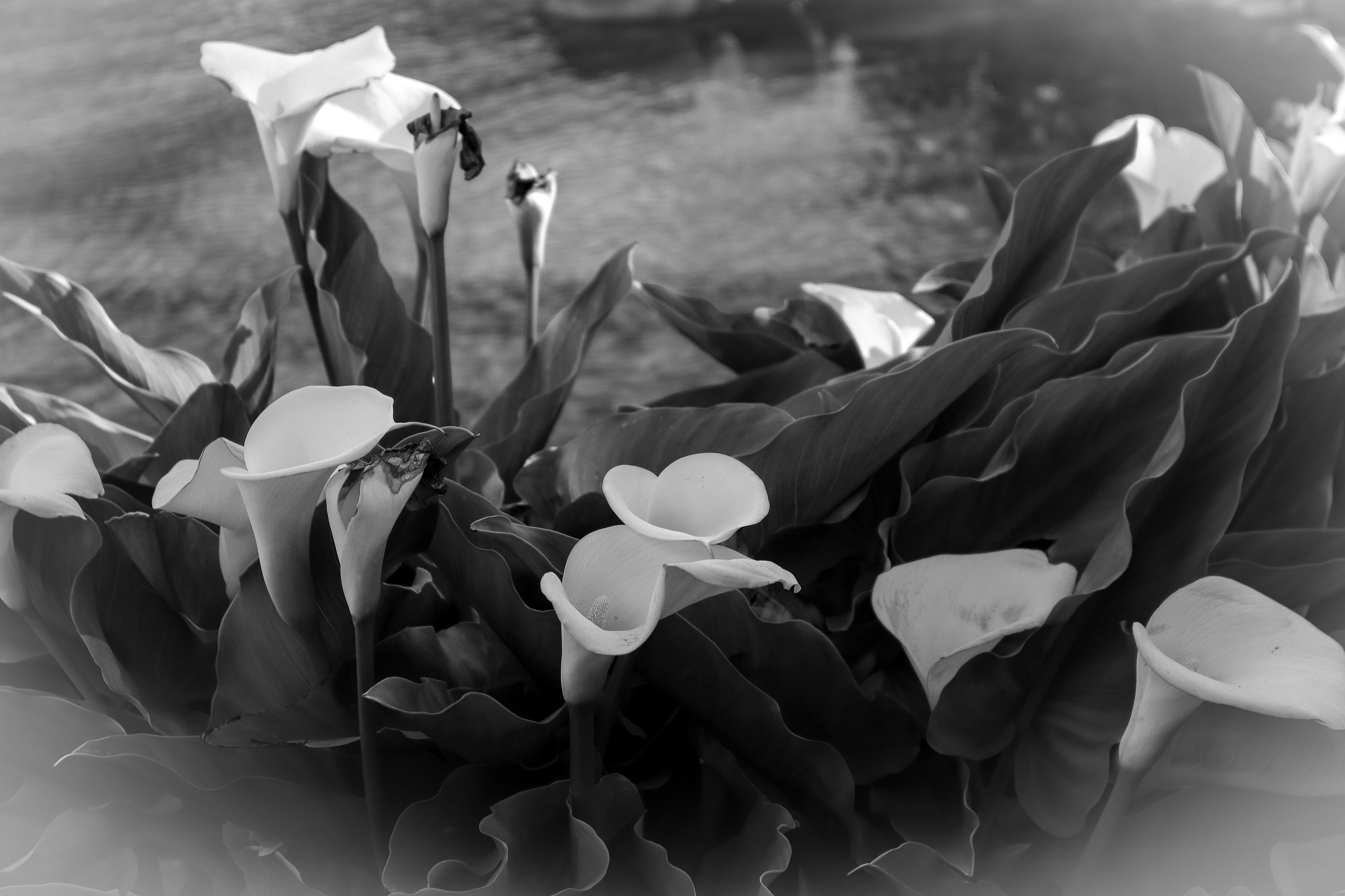 A high-contrast black and white photograph of Calla Lilies blooming against a dark, textured background of leaves.