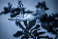 Monochrome close-up of delicate flower petals and stamens captured in soft artistic botanical detail.