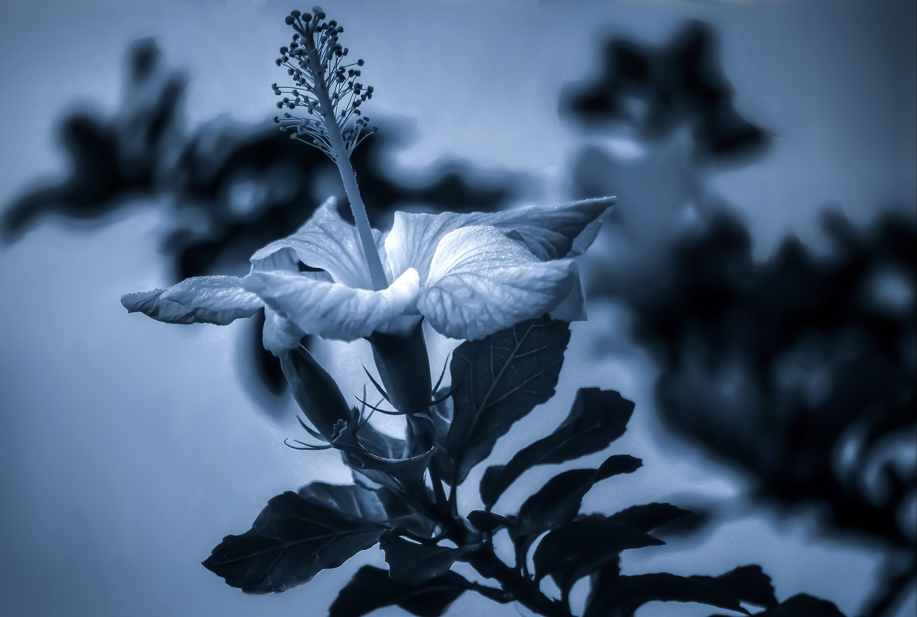 Monochrome close-up of delicate flower petals and stamens captured in soft artistic botanical detail.