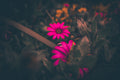 Moody floral macro photograph with glowing flower petals emerging from deep blue and purple shadows.