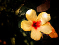 Close-up of vibrant yellow hibiscus flower with soft natural lighting highlighting delicate petals and botanical detail.
